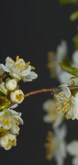 White flowers on dark background wallpaper.