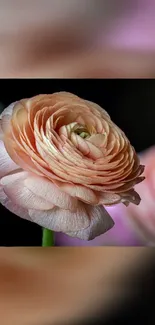 Peach flower wallpaper with delicate petals.