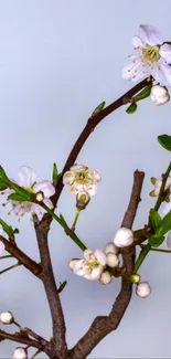 Elegant wallpaper with blossoms and branches on a light blue background.