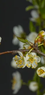 Mobile wallpaper of a branch with white blossoms.