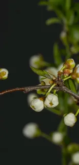 Elegant blossom branch with dark green leaves.