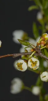 A branch with white blossom flowers on a dark gray background.