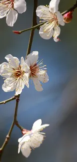 Elegant white blossoms on a branch with a soft blue background.