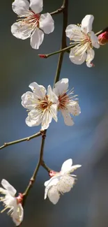 White blossoms on a branch with a blue blurred background.