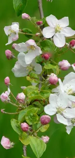 Blossoming branch with white, pink flowers on lush green background.