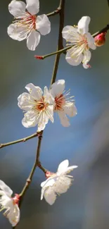 Elegant mobile wallpaper featuring white blossoming flowers on a branch.