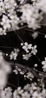 Elegant white blossom wallpaper with dark branches.