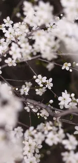 Delicate white blossoms on branches, minimalist nature wallpaper.