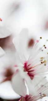 Elegant white and pink blossom mobile wallpaper.