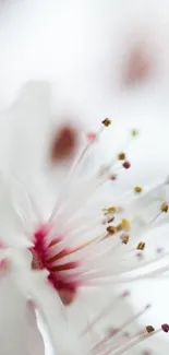 Close-up of delicate white blossom with pink highlights on a mobile wallpaper.