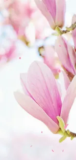 Close-up of pink magnolia blossoms in soft focus ideal for mobile wallpaper.