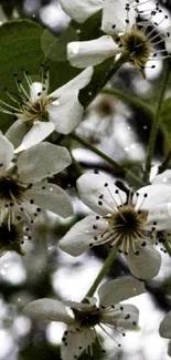 Elegant white blossom wallpaper with green leaves.