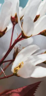 Close-up of white blossoms with red stems on a mobile wallpaper.