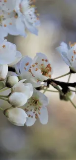 Elegant mobile wallpaper with white blossoms.