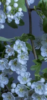 Elegant wallpaper with white blossoms on a blue background.