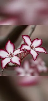 Pink and white blossoms mobile wallpaper with elegant floral design.