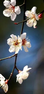 Delicate white blossoms on a branch against a natural blurred background.