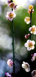 Delicate blossoms against a vibrant green background in mobile wallpaper.