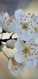 Elegant white blossoms on a branch close-up.