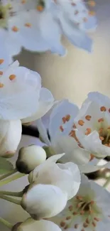 Close-up of elegant white blossoms on a mobile wallpaper.