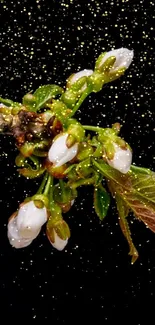 White blossom with green leaves on black glittering background.