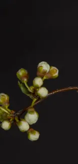 White blossom branch on a dark background, elegant and minimal.