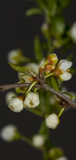 Close-up of white blossoms with dark background