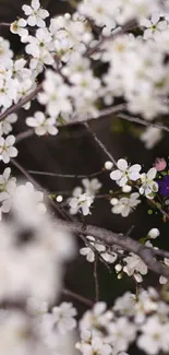 Mobile wallpaper with white spring blossoms.