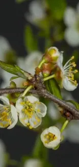 Delicate blossoms on a branch with a dark background.