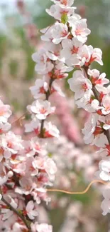 Elegant pink blossom wallpaper with green background.