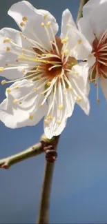 Elegant white blossom on branch with blue sky.