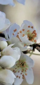 Close-up of white blossom flowers with a soft background.