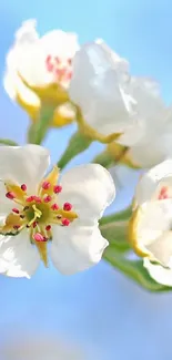 Delicate white blossoms against a soft blue sky, creating a serene and elegant mobile wallpaper.