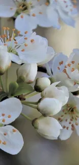 White blossoms creating a serene and elegant mobile wallpaper.