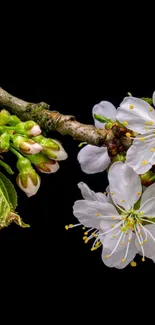 White blossoms on a dark background with elegant detail.