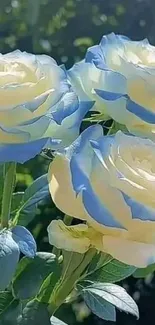 Elegant blue and white roses with green foliage.