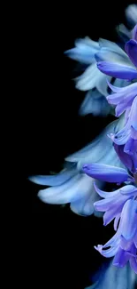 Elegant blue bellflower on a dark background wallpaper.