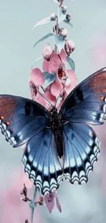 Blue butterfly on pink flower mobile wallpaper.