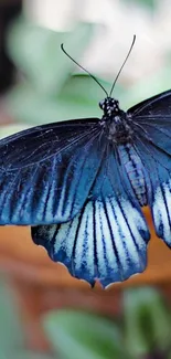 Elegant blue butterfly with detailed wings on a mobile wallpaper.