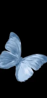 Elegant blue butterfly on black wallpaper.