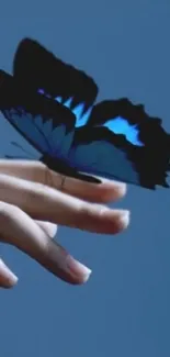 Blue butterfly resting on a fingertip.