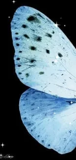 Elegant blue butterfly wing on black background.