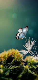 Blue butterfly on moss with a teal backdrop.