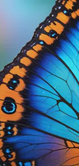 Close-up of a vibrant blue butterfly wing.