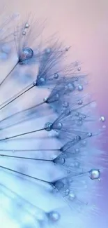 Elegant blue dandelion with dewdrops wallpaper.