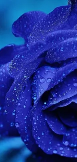 Close-up of a blue rose with dewy petals.
