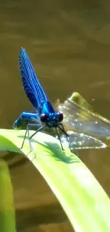 Close-up of a blue dragonfly on a green leaf.