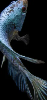 A blue fish with elegant fins on a black background, creating a serene mobile wallpaper.