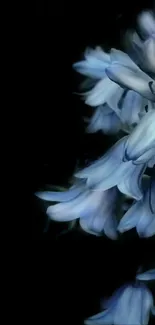 Elegant blue flowers with a dark background.