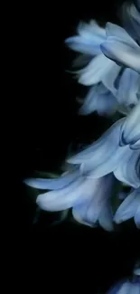 Elegant blue flowers cascading on dark background.